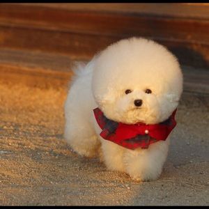 Meet your Posher, Victoria